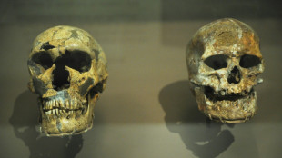 Homo sapiens est arrivé en Europe bien plus tôt que rapporté  
