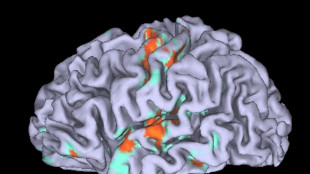 Svelati meccanismi con cui il cervello guida le azioni naturali