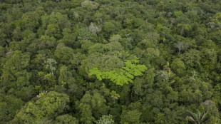 La Amazonía brasileña registra fuerte caída de la deforestación en febrero