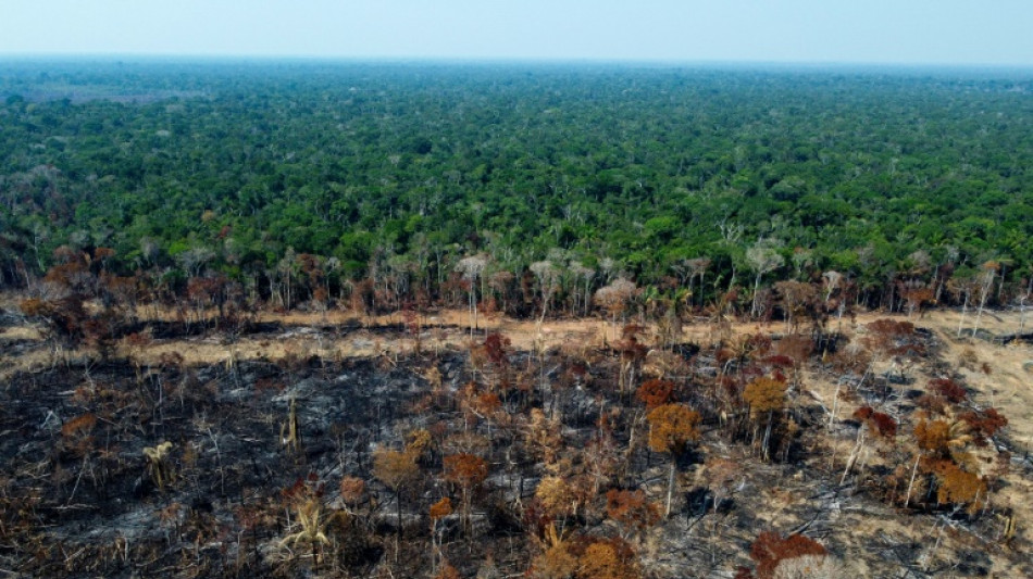 EU agrees ban on imports driving deforestation