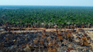 EU agrees ban on imports driving deforestation