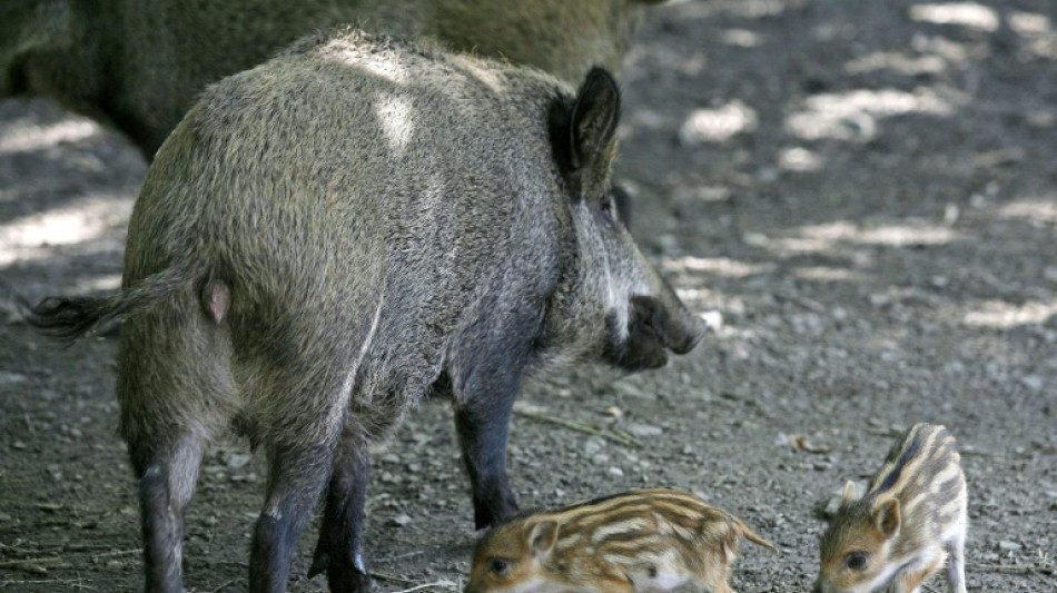 Wildschweine umzingeln und bedrängen Elfjährigen in Rheinland-Pfalz