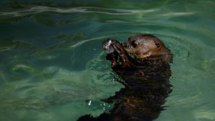 Una asociación británica denuncia el trato incorrecto a animales en zoológicos europeos