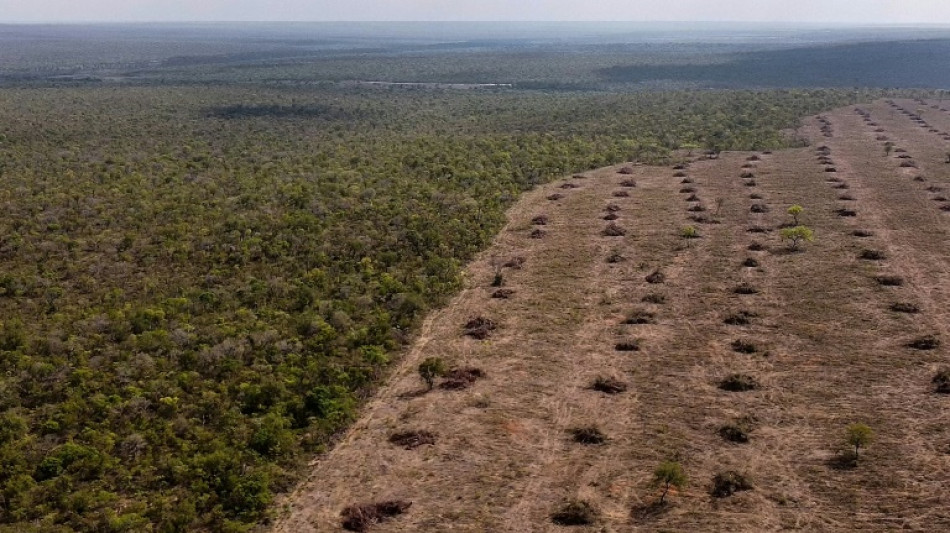 Brésil: la déforestation progresse dans le Cerrado et dépasse pour la première fois celle de l'Amazonie