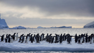 Argentina, al via un inedito processo per una strage di pinguini