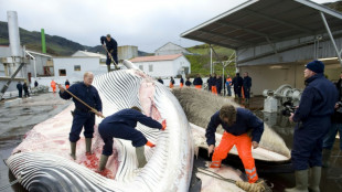 Islandeses matan a las dos primeras ballenas tras la reautorización de la caza