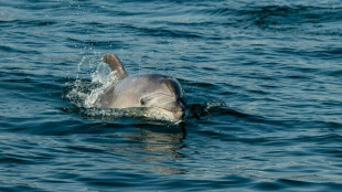 Dolphin cruises help Istanbul treasure its Bosphorus bottlenoses 