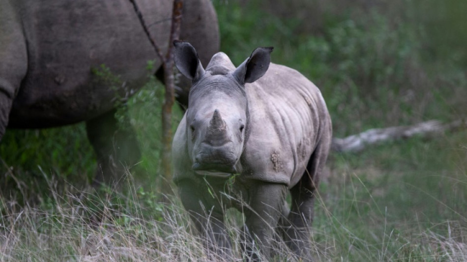 Bilan mitigé pour la conservation des rhinocéros, selon l'UICN