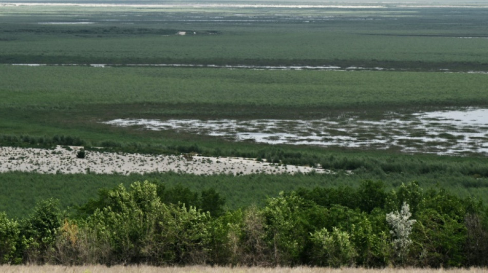 En Ukraine, l'étonnant réveil de la végétation après la destruction du barrage de Kakhovka