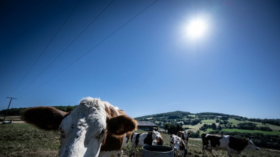 French farms use huge fans to keep dairy cows cool