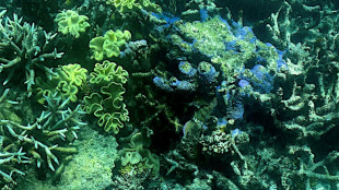 Australie: 91% de la Grande Barrière de corail a subi un "blanchissement" (rapport)