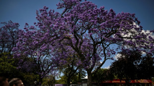 Chaque printemps, Lisbonne se pare de bleu et mauve à la floraison des jacarandas