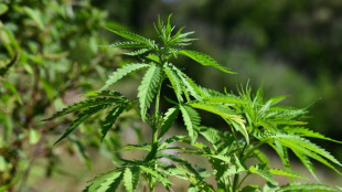 El estado de Maryland anulará 175.000 condenas por consumo de cannabis