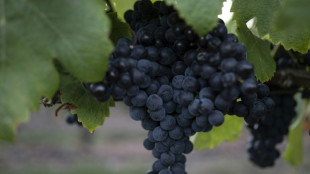 Tannat: Uruguay's 'unlikely' wine hit 