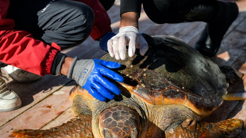 Tunisian rehab barge offers hope for vulnerable sea turtles