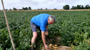 Sécheresse: dans le Nord, "restrictions inédites" et pommes de terre assoiffées