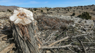 Los árboles milenarios de Líbano, amenazados por la tala ilegal