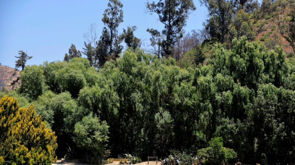 Árboles más resistentes al fuego para enfrentar incendios forestales en Chile 