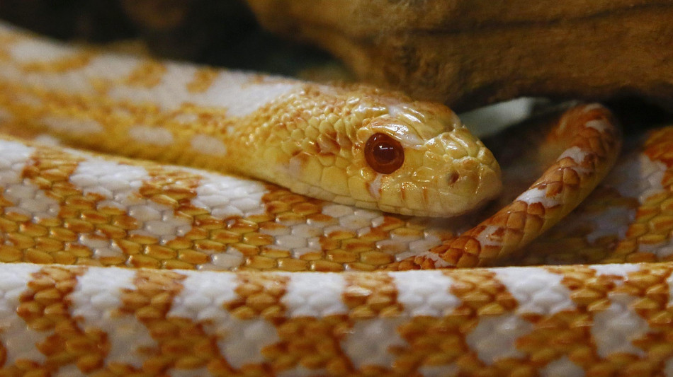 A Città del Capo catturati 9 serpenti velenosi in pochi giorni