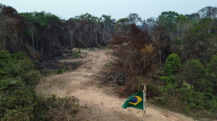 Brasil registra el peor octubre en deforestación desde 2015