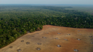 Inondations au Brésil: la déforestation sur le banc des accusés