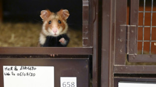 En Alsace, le grand hamster lutte pour sa survie