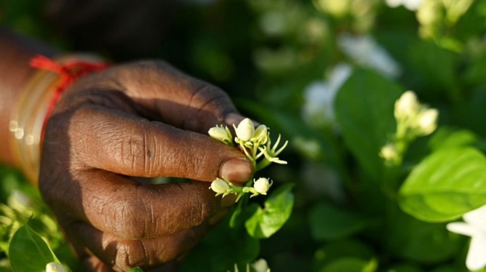 El jazmín de India, discreto ingrediente de la perfumería del mundo