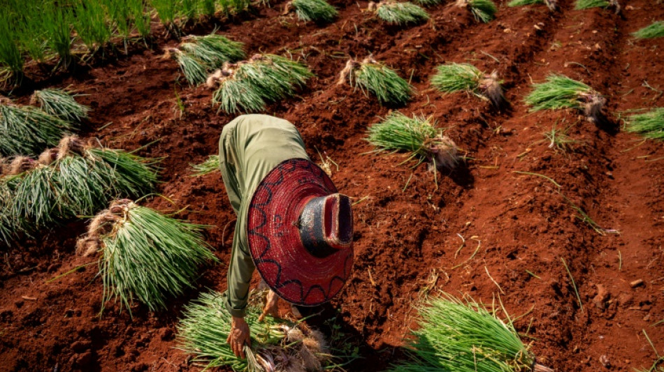 En Cuba, cada vez más alimentos importados que cultivados