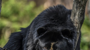 Avistan osos de anteojos en reserva natural de Perú