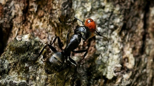How many ants are on Earth? 20 quadrillion, study says