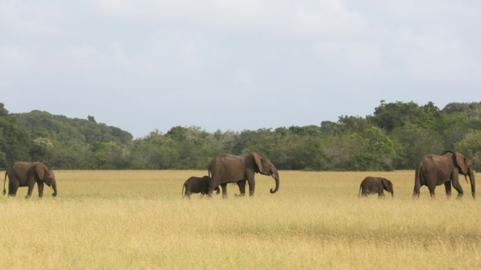 Le combat du Gabon pour préserver sa faune