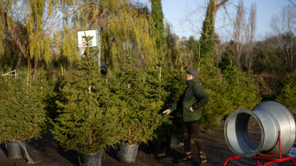 Alquilar un árbol para una Navidad más ecológica en Londres