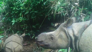 Indonésie: le rhinocéros de Java en très grand danger après une vague de braconnage