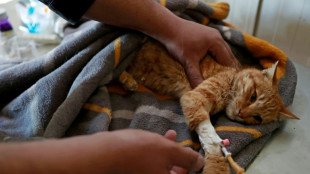Stray animals find solace at Iraq animal shelter