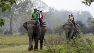 Popolazione elefanti in India in calo del 20% in ultimi 5 anni