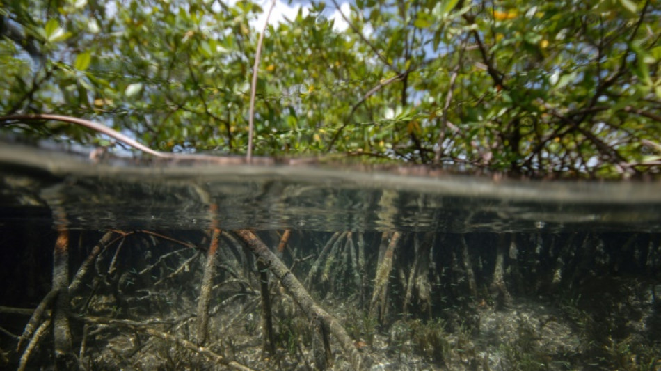 World's largest bacteria discovered in Guadeloupe