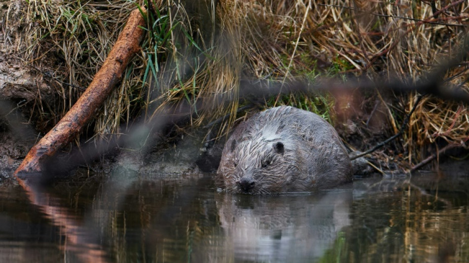 Many animal 'geomorphs' under threat, study warns