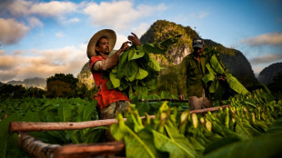 Escasez en Cuba golpea producción de habanos 