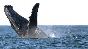 À La Réunion, gendarmes et scientifiques œuvrent à la protection des baleines