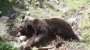 Trovato morto l'orso investito in Abruzzo