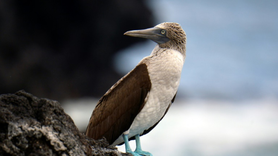 Ecuador seeks to protect unique Galapagos birds from flu