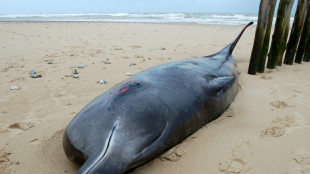 Wounded whale washes ashore in northern France