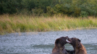 Escándalo en EEUU por un intento de fraude en el concurso sobre el oso más gordo en Alaska