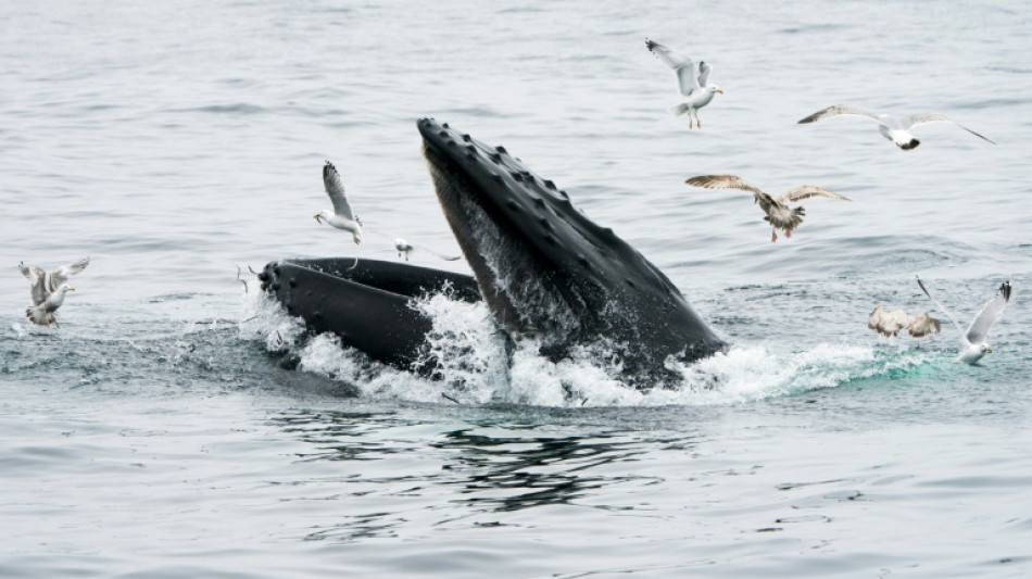 "J'ai cru qu'elle m'avait avalé": une baleine engloutit un kayakiste puis le recrache