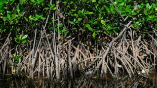La moitié des écosystèmes de mangrove risquent de s'effondrer