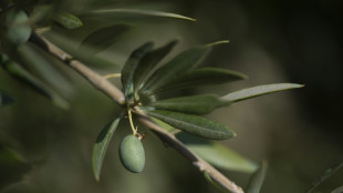 Le secteur de l'huile d'olive en quête de solutions face au changement climatique