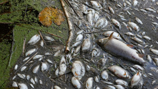 Poland blames toxic algae for Oder river fish kill