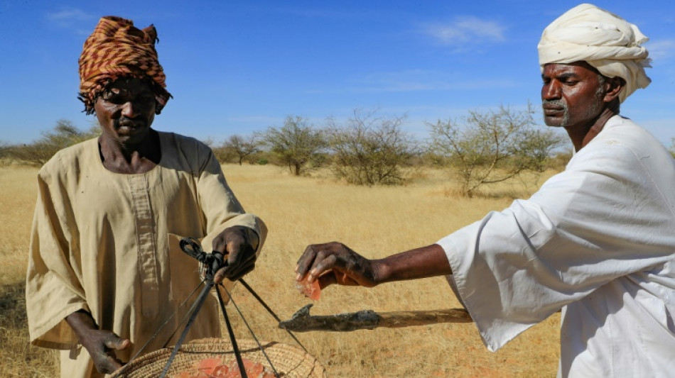 Au Soudan, la gomme arabique résiste au climat extrême, mais l'homme peine à suivre