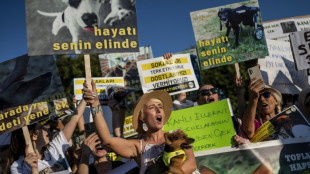 Türkisches Parlament stimmt für Tötung kranker und aggressiver Straßenhunde