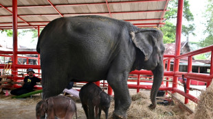 Thaïlande: rare naissance d'éléphants jumeaux
